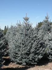 Colorado Spruce